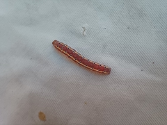 Argyrosticta decumana