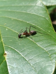 Camponotus lespesii