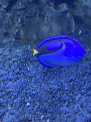 Paracanthurus