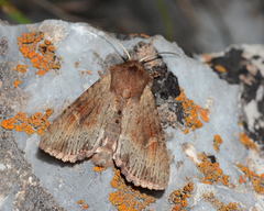 Apamea exstincta