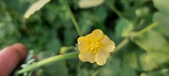 Abutilon indicum