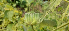 Abutilon indicum
