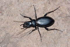 Carabus turcomanorum