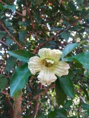 Parmentiera aculeata