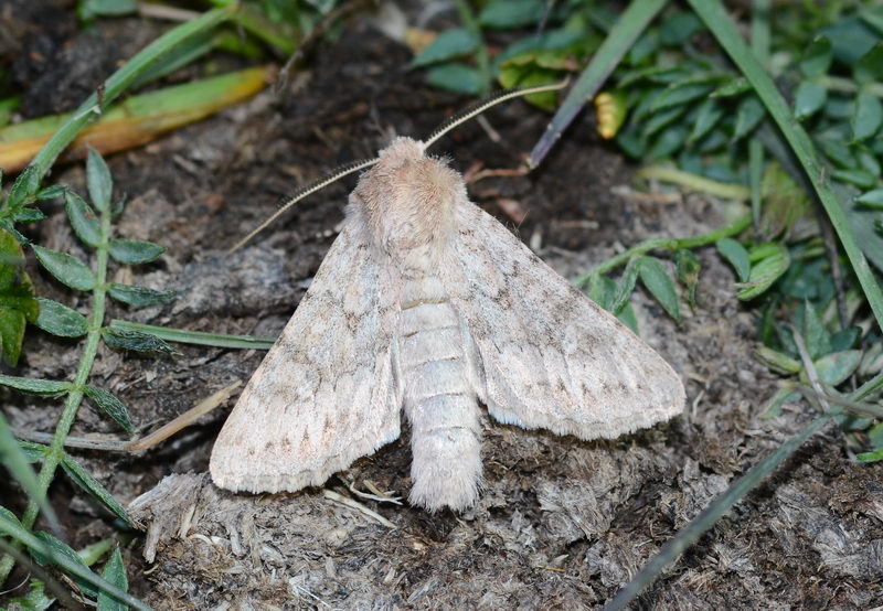 Ctenoceratoda lukhtanovi