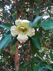 Parmentiera aculeata