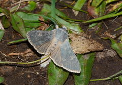 Cucullia maracandica