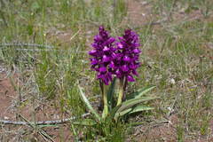 Dactylorhiza umbrosa