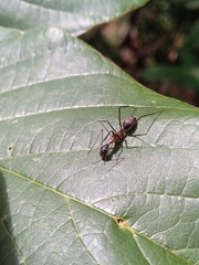 Camponotus lespesii
