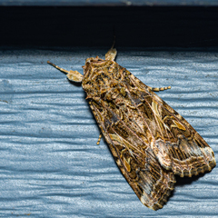 Spodoptera ornithogalli