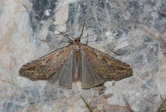 Fergana oreophila