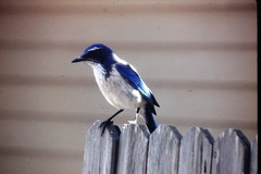 Aphelocoma californica