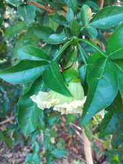 Parmentiera aculeata