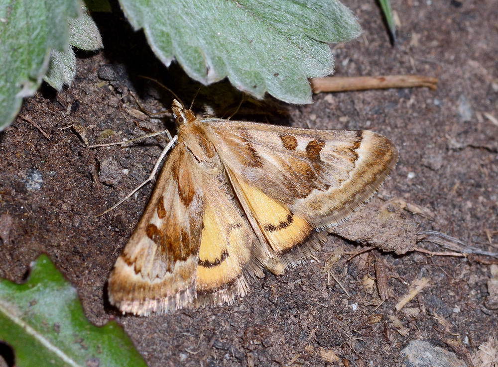 Loxostege eversmanni