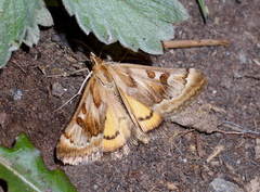 Loxostege eversmanni