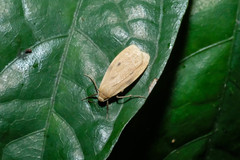Paralithosia shaowuica