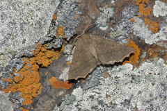 Odontopera muscularia
