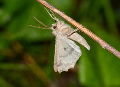 Odontopera muscularia