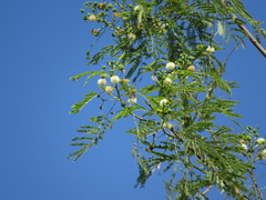 Leucaena pulverulenta