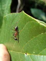 Camponotus lespesii