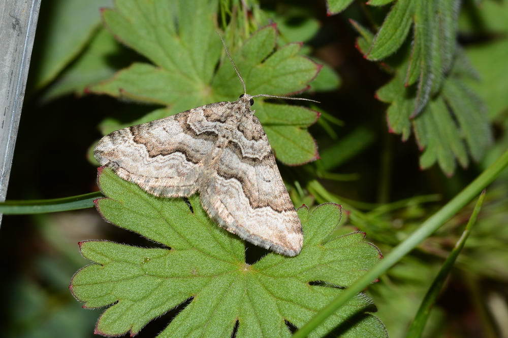 Scotopteryx supproximaria