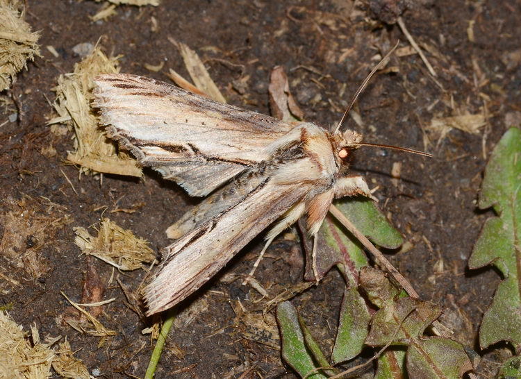 Shargacucullia expansa