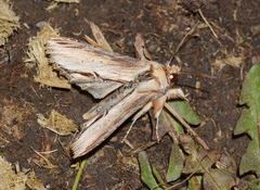 Shargacucullia expansa