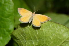 Stamnodes pauperaria