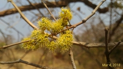 Combretum albidum