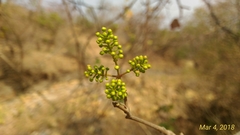 Combretum albidum