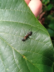 Camponotus lespesii