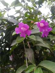 Mansoa