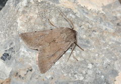 Xestia senescens