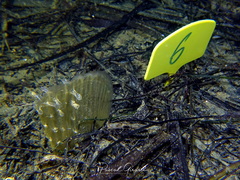 Pinna