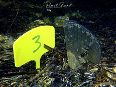 Pinna