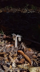 Monotropa uniflora image