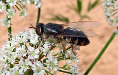Odontomyia ornata