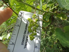 Vitis monticola