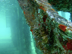 Dendrochirus hemprichi