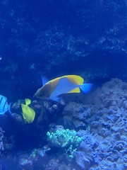 Hemitaurichthys
