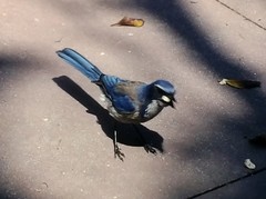 Aphelocoma californica