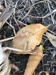 Ammodramus savannarum
