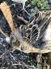 Ammodramus savannarum