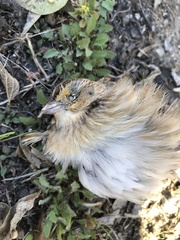Ammodramus savannarum