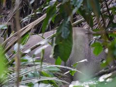 Loxodonta cyclotis