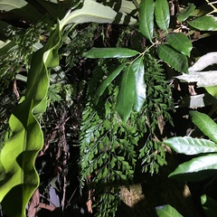 Asplenium pseudolaserpitiifolium