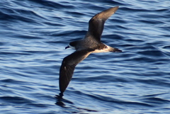 Pterodroma cahow