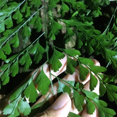 Asplenium pseudolaserpitiifolium