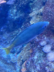 Caesio