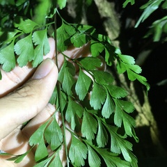 Asplenium pseudolaserpitiifolium